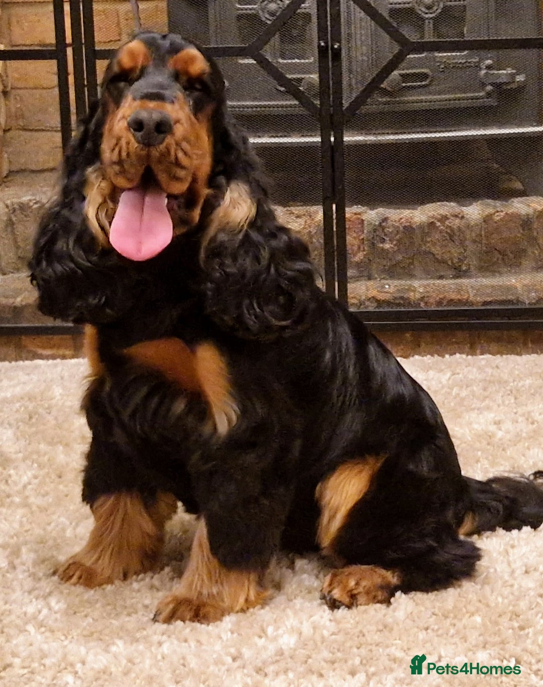 Cocker Spaniel dogs for sale: Pedigree English Show Cocker Spaniel Puppies - Image 5