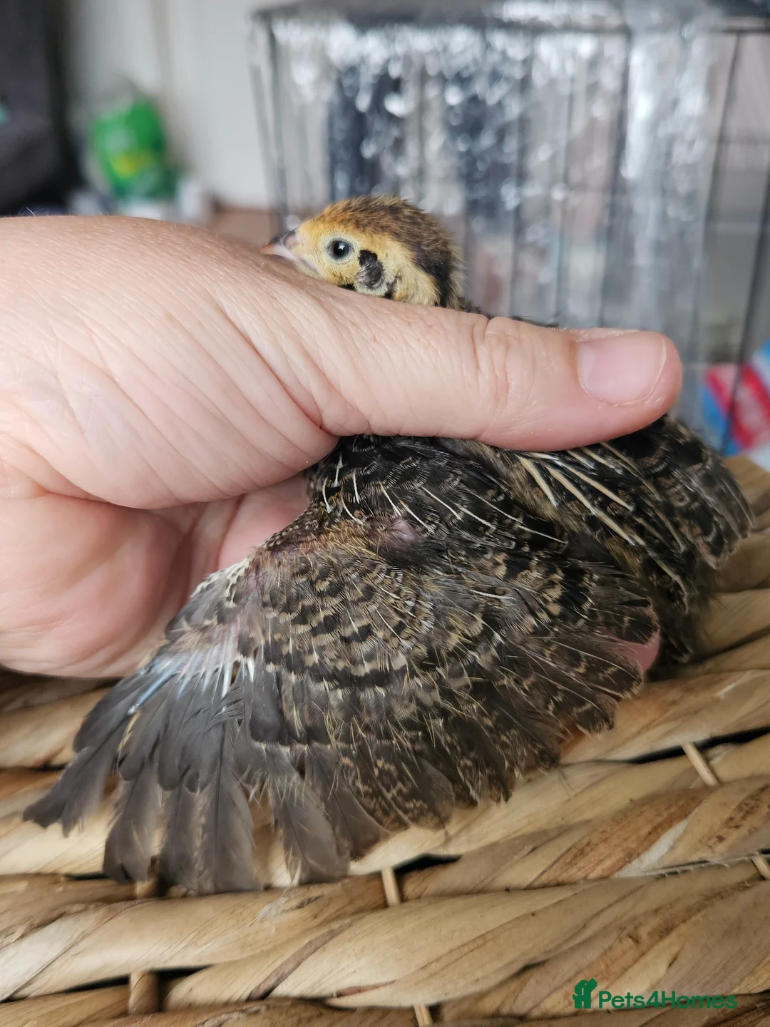 Quail poultry for sale: Various aged quails - Advert 7