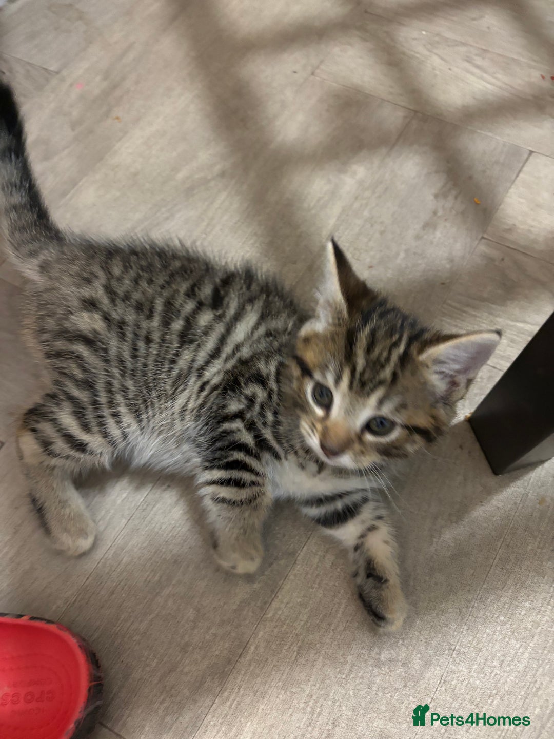 Mixed Breed cats for sale: Adorable kittens - Advert 11