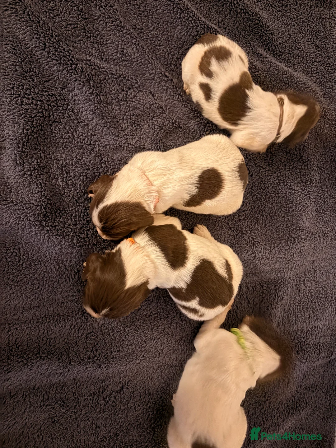 English Springer Spaniel dogs for sale: Working Springer Spaniels  - Advert 4