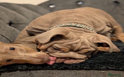 English Bulldog dogs for sale: English bulldog  - Image 13