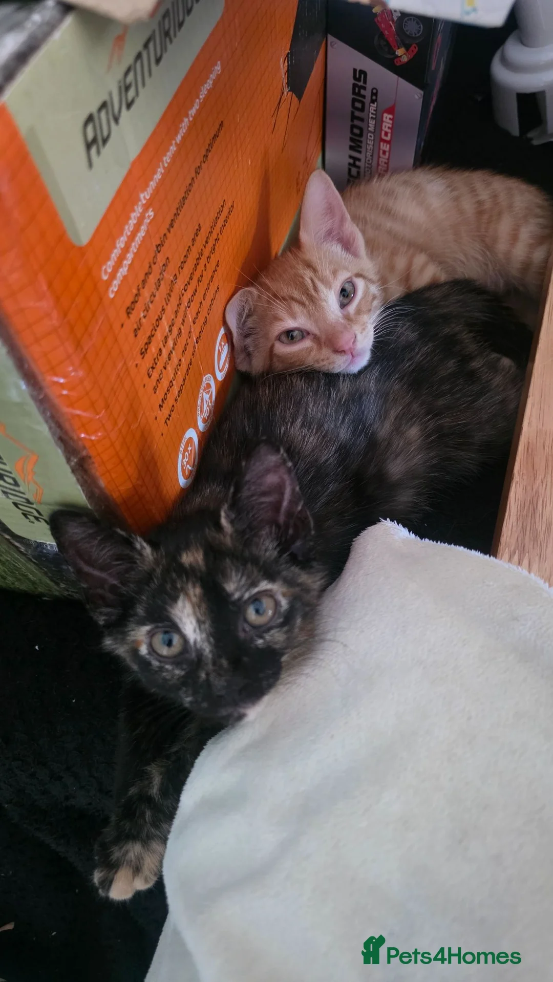 Mixed Breed cats for sale: KITTENS READY NOW  - Advert 5