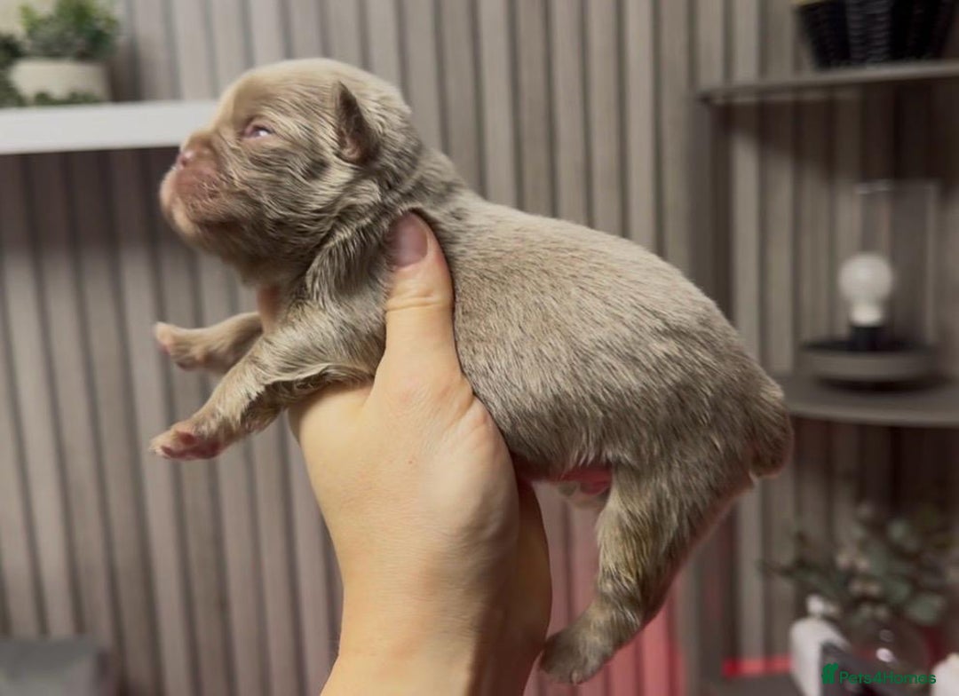 French Bulldog dogs for sale: Kc registered fluffy French bulldogs  - Advert 10