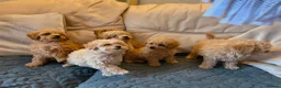 Miniature Poodle dogs for sale: Minature Poodle puppys!🐶🐾 - Advert 18