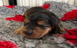 Cocker Spaniel dogs for sale: Lovable Show Cocker Spaniel Puppies 🐾💕 - Image 4