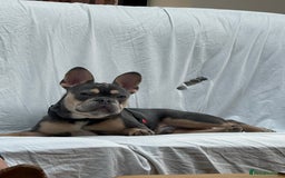 French Bulldog dogs for sale: French Bulldog for sale to a loving home  - Image 6