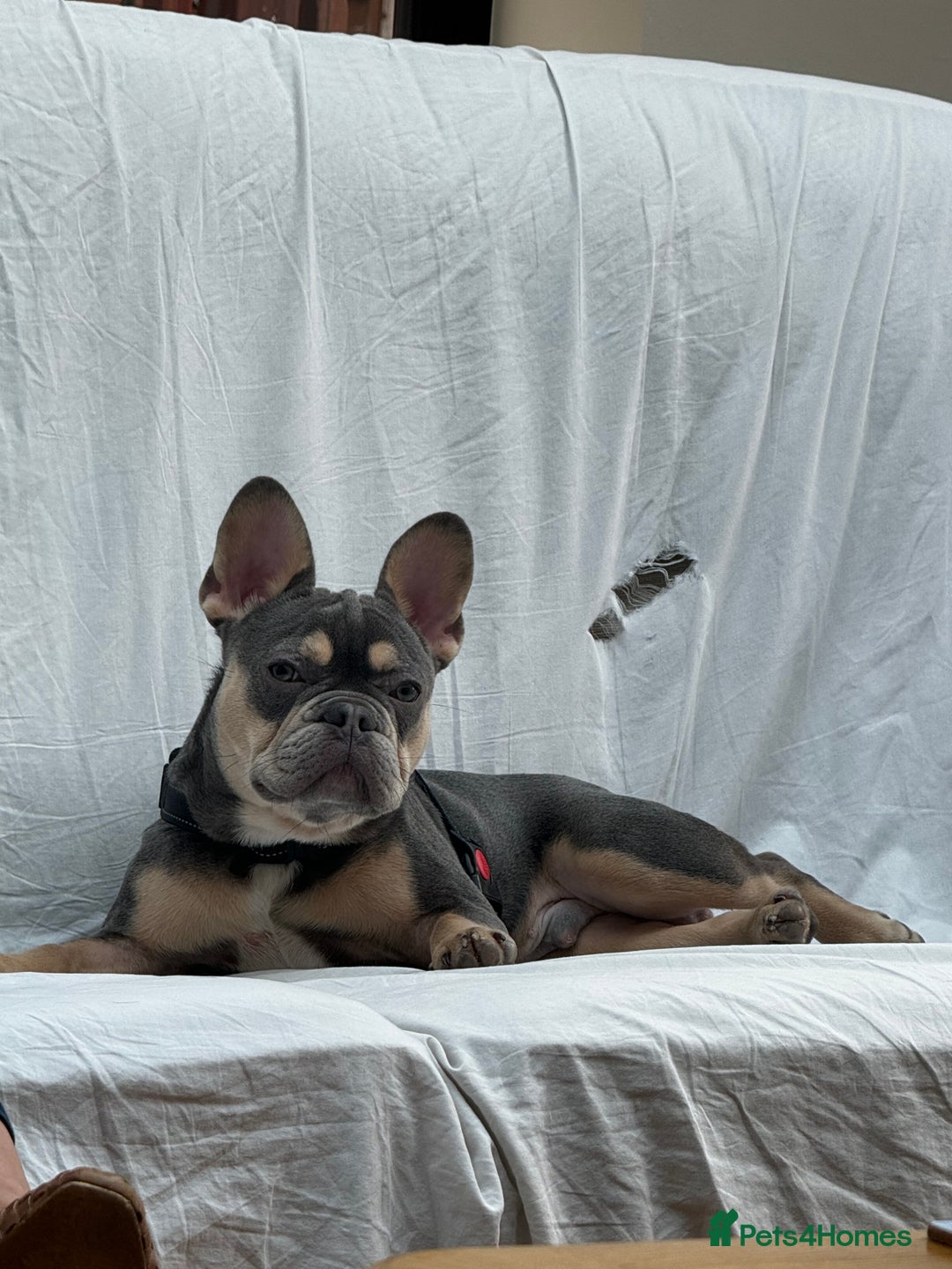 French Bulldog dogs for sale: French Bulldog for sale to a loving home  - Image 6