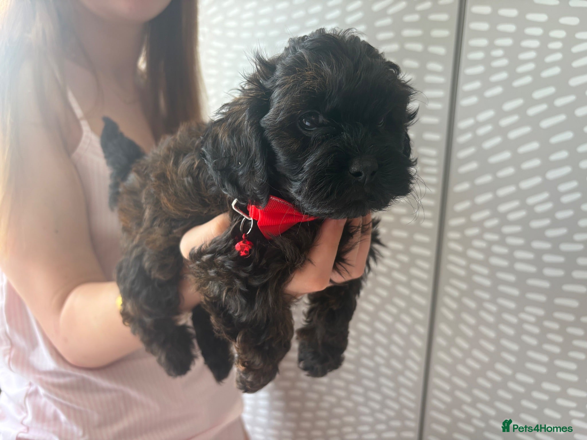 Shihpoo dogs Adorable F1B Shihpoo puppies ready 9/8/26 🧸🤎🐾 - Advert 13
