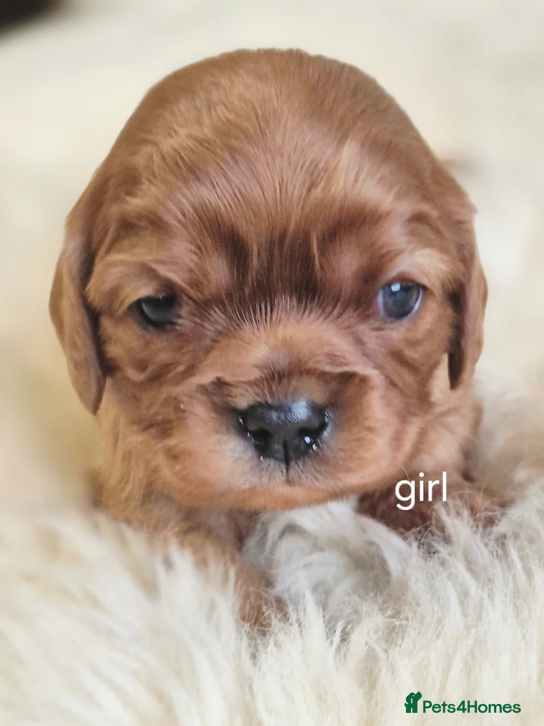 Cavalier King Charles Spaniel dogs for sale: Top quality Kc Reg CKC pups from champion lines - Advert 9