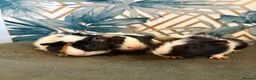 Guinea Pig rodents for sale: Baby boys guinea pigs  - Advert 3