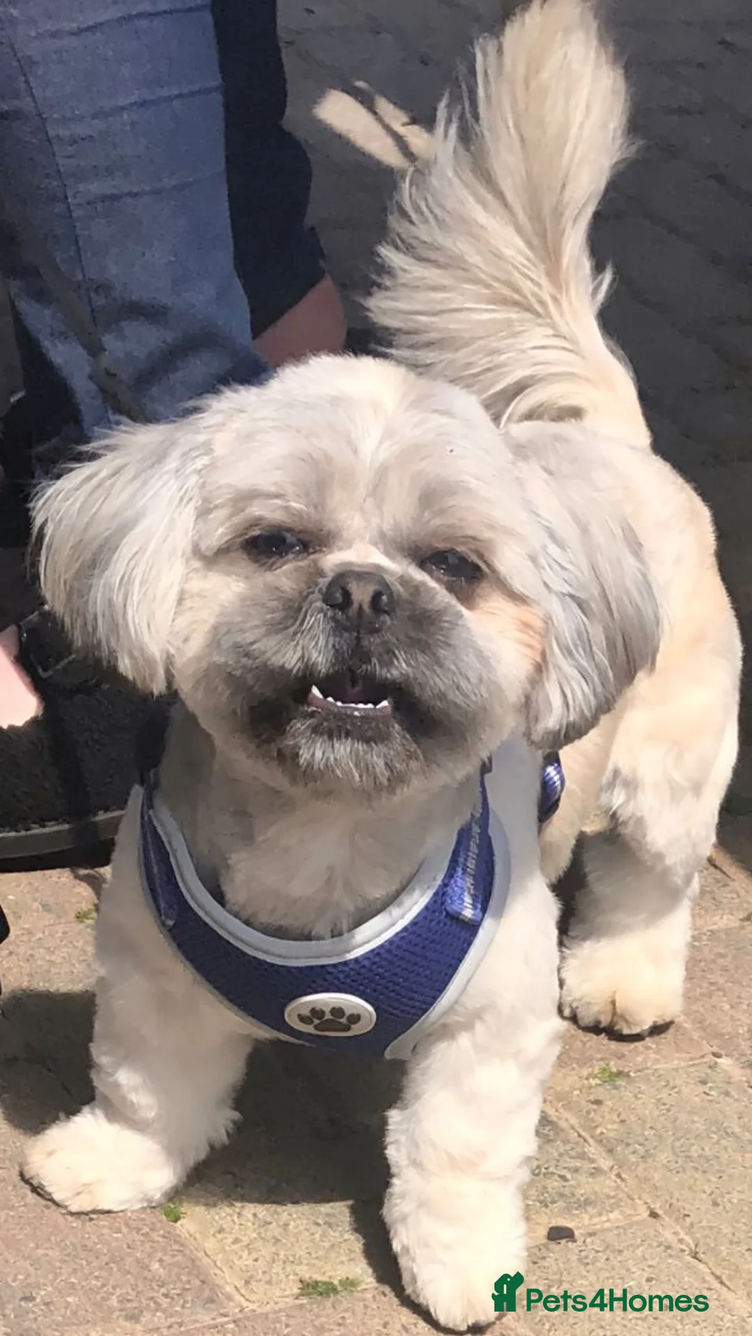 Shih Tzu dogs for stud: 5th Generation KC reg Shihtzu *STUD* in Llanfairpwllgwyngyll - Advert 1