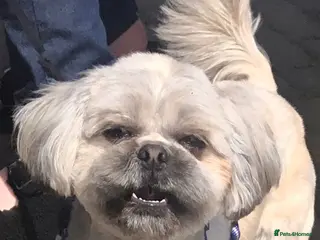 Shih Tzu dogs 5th Generation KC reg Shihtzu *STUD* in Llanfairpwllgwyngyll - Advert 4