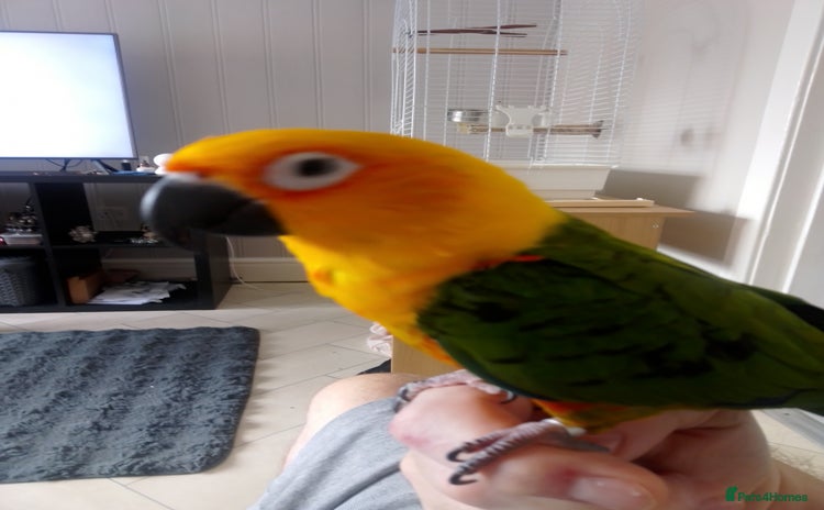Conures birds - Advert 1