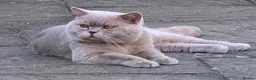British Shorthair cats for sale: 🐱 Blue British Shorthair kittens 🐱  in Bournemouth - Advert 3