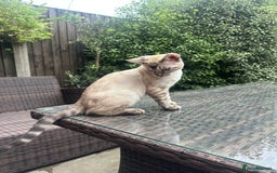Bengal cats for sale: Bengal kitten (Tica Registered) - Image 3