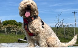 Mixed Breed dogs for sale: Mini Golden Doodle’s - Image 3