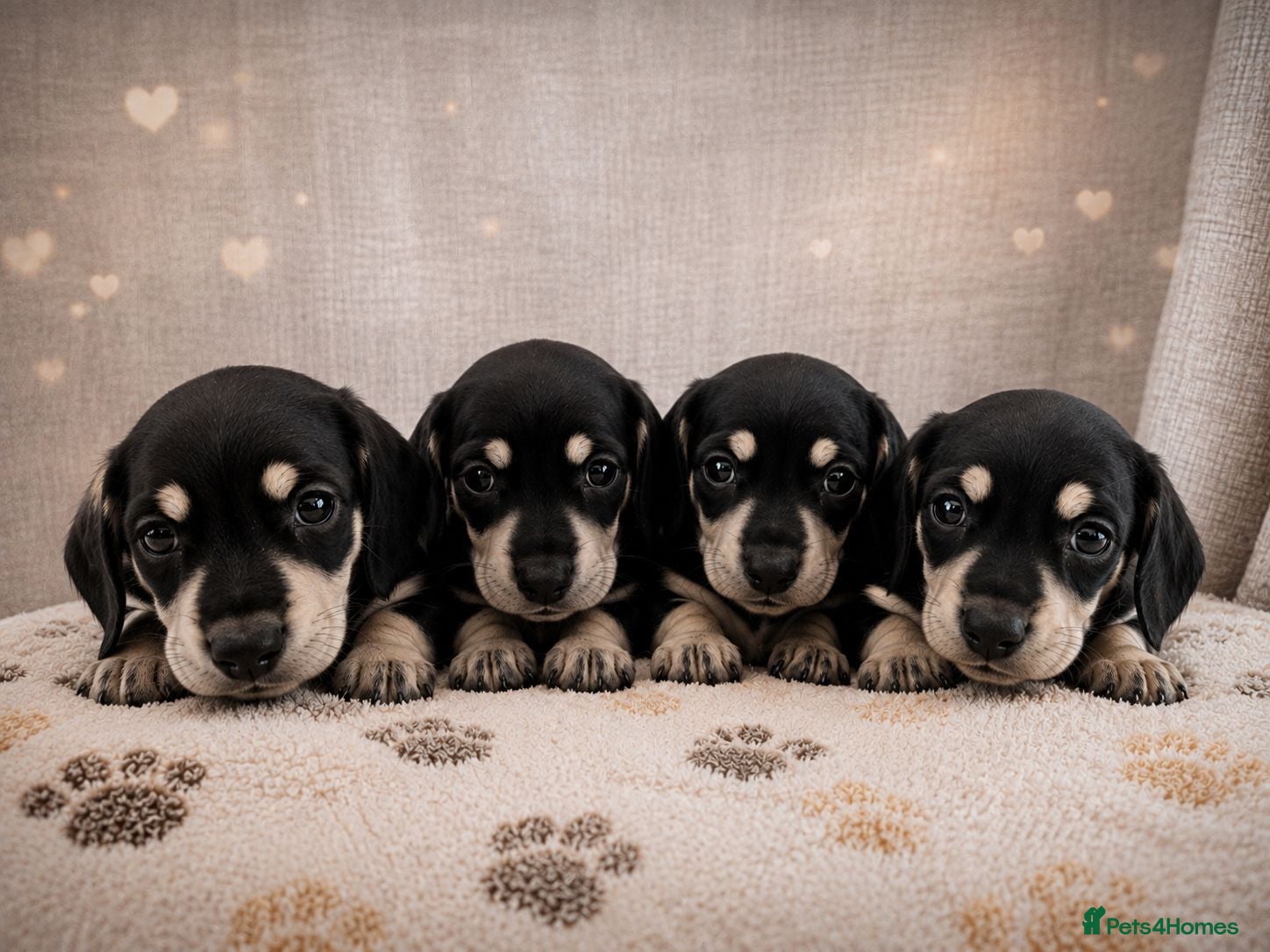 Miniature Dachshund dogs Kc reg miniature dachshunds - Advert 6