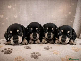 Miniature Dachshund dogs Kc reg miniature dachshunds - Advert 1