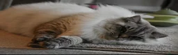 Ragdoll cats for sale: Amazing Ragdoall kittens - Advert 8