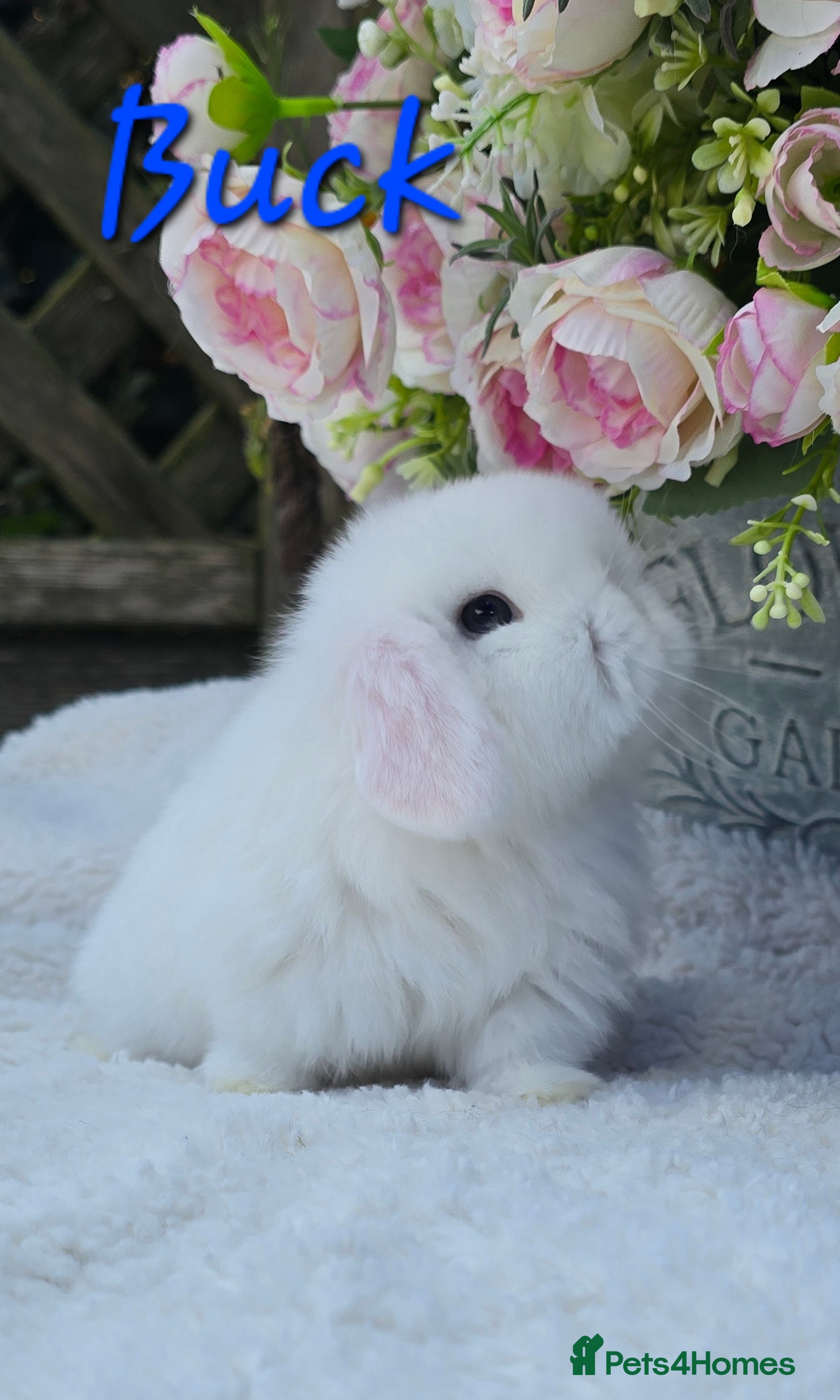 Mini Lop rabbits Beautiful quality mini lops - Advert 2