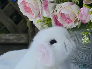 Mini Lop rabbits Beautiful quality mini lops - Advert 1