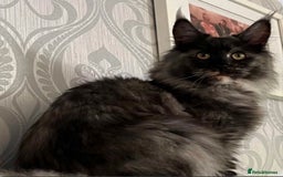 Maine Coon cats for sale: Stunning pedigree mc kitten girl - Image 11