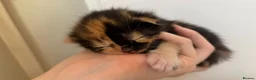 Mixed Breed cats for sale: fluffy kittens for sale!💗💗 - Advert 5