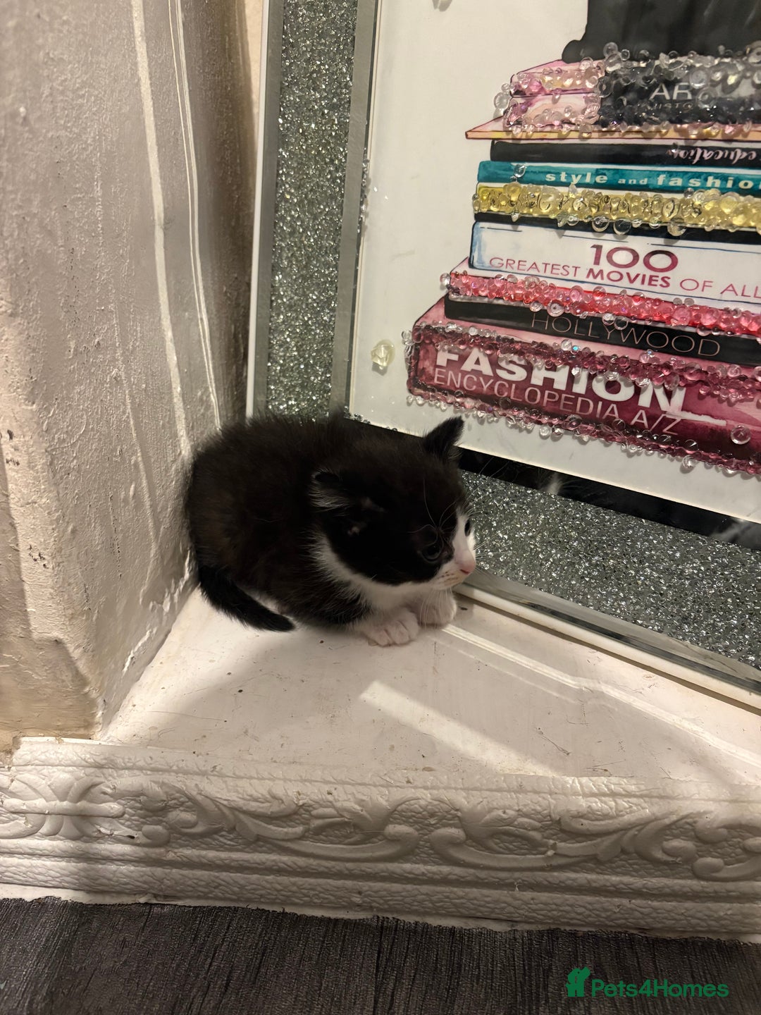 British Longhair cats for sale: british shorthair and longhair kittens for sale  - Advert 3