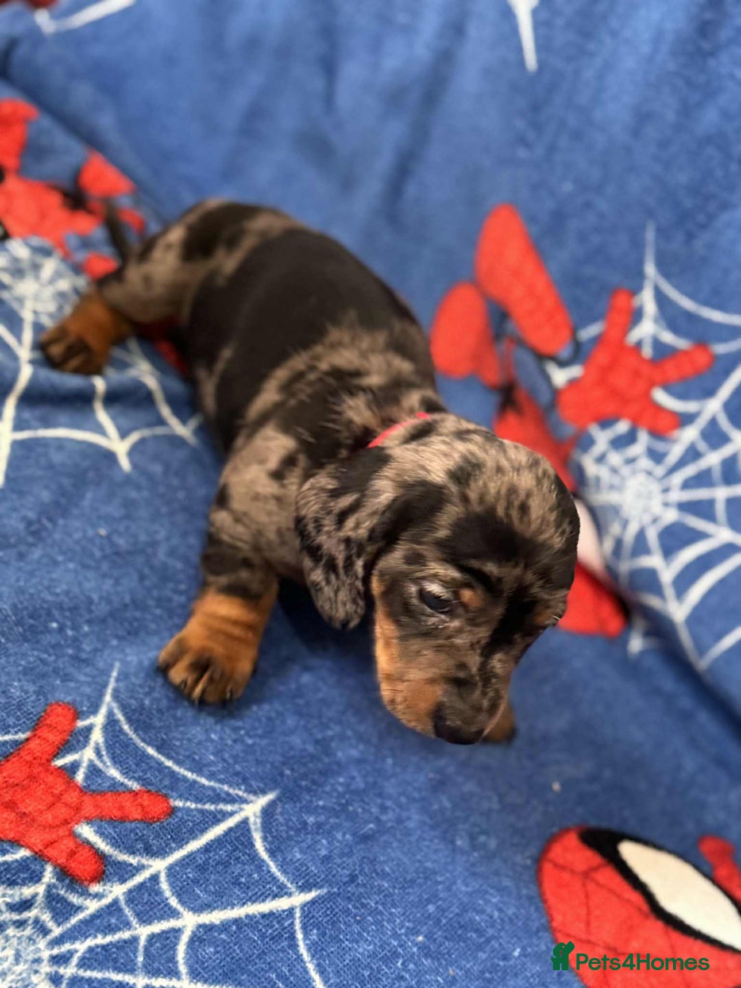 Miniature Dachshund dogs for sale: Miniature dachshund  - Advert 16