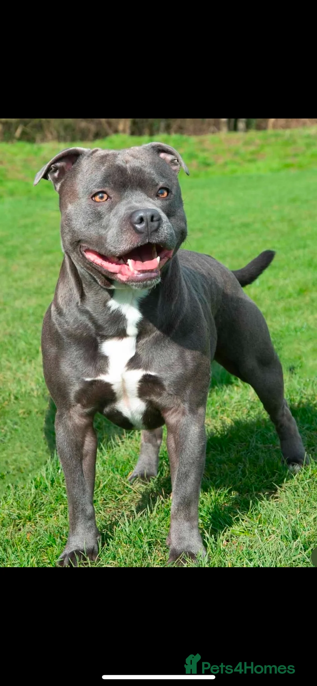 Staffordshire Bull Terrier dogs for sale: 6 stunning KC Staffordshire bull terrier puppy’s  - Advert 6