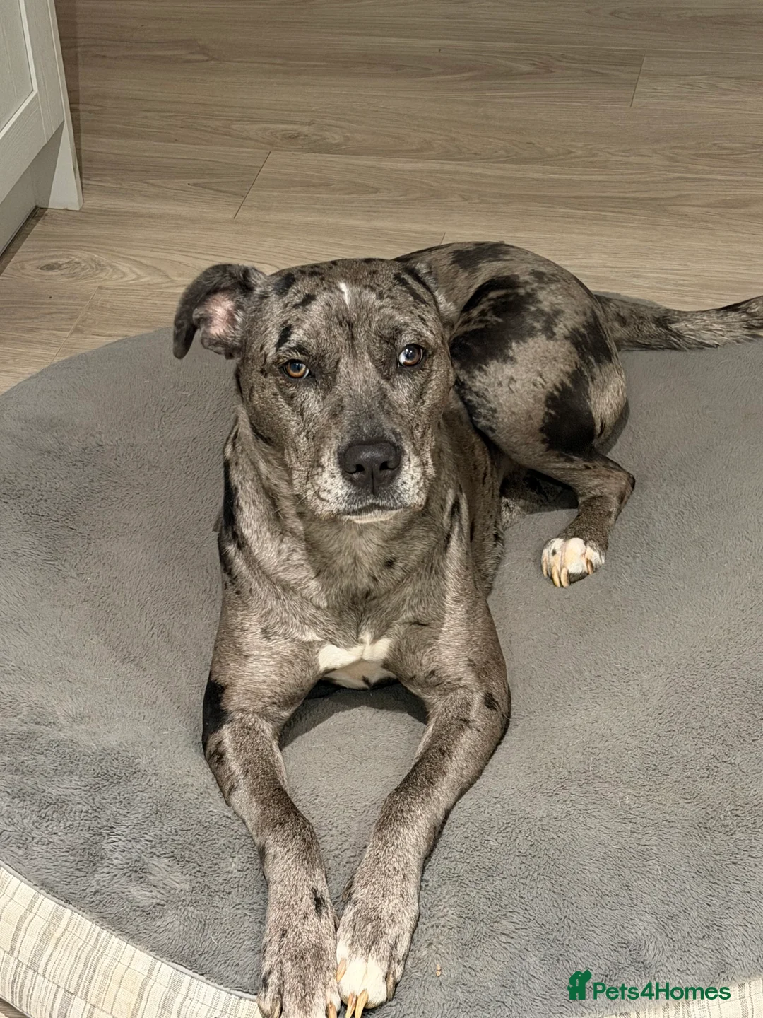 Mixed Breed dogs for sale: Coco female dog  in Bedford - Advert 4