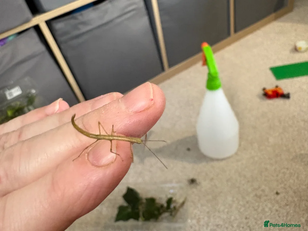 Stick Insects invertebrates for sale: Indian stick insects  in Rugeley - Advert 2