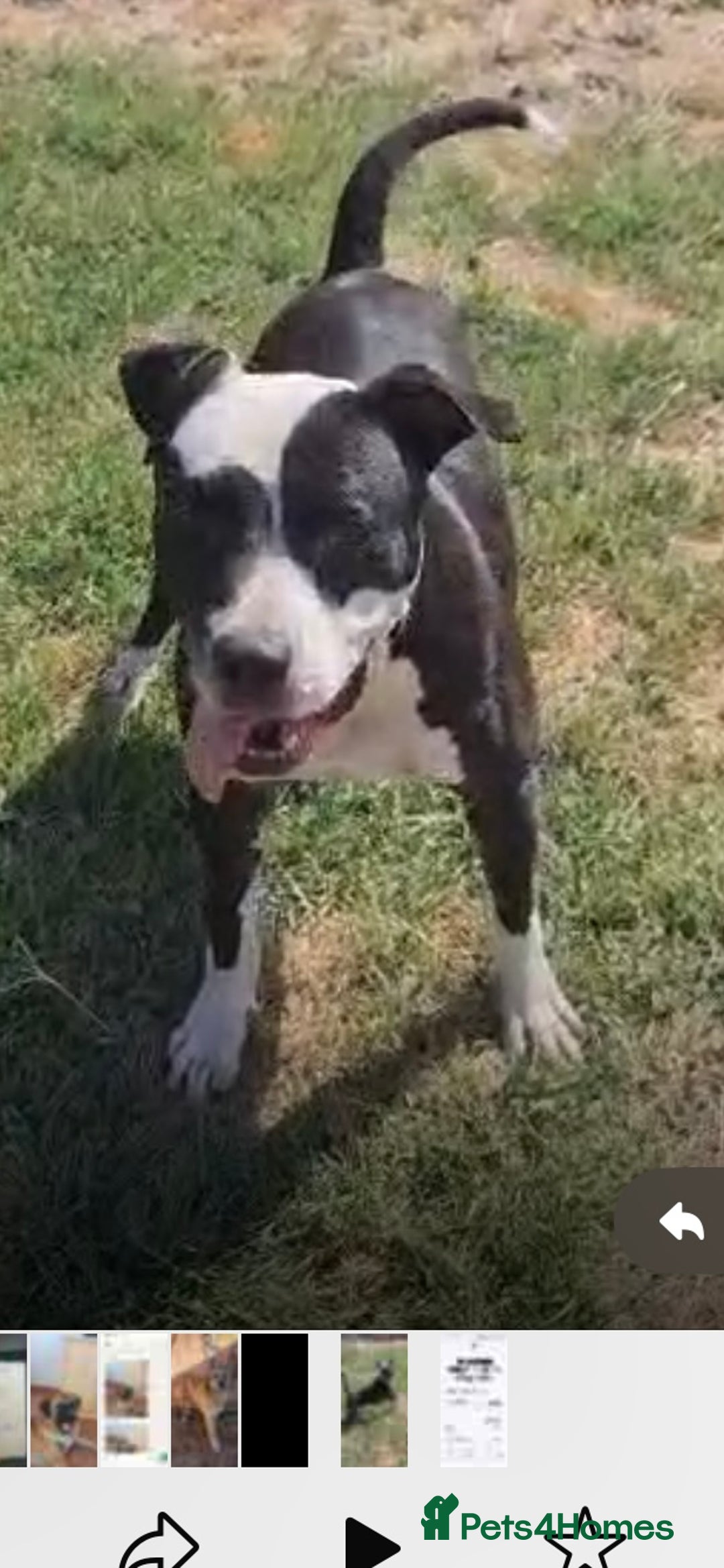 Mixed Breed dogs for adoption: ❤️ HERA the dog with a beautiful heart ❤️ - Advert 31