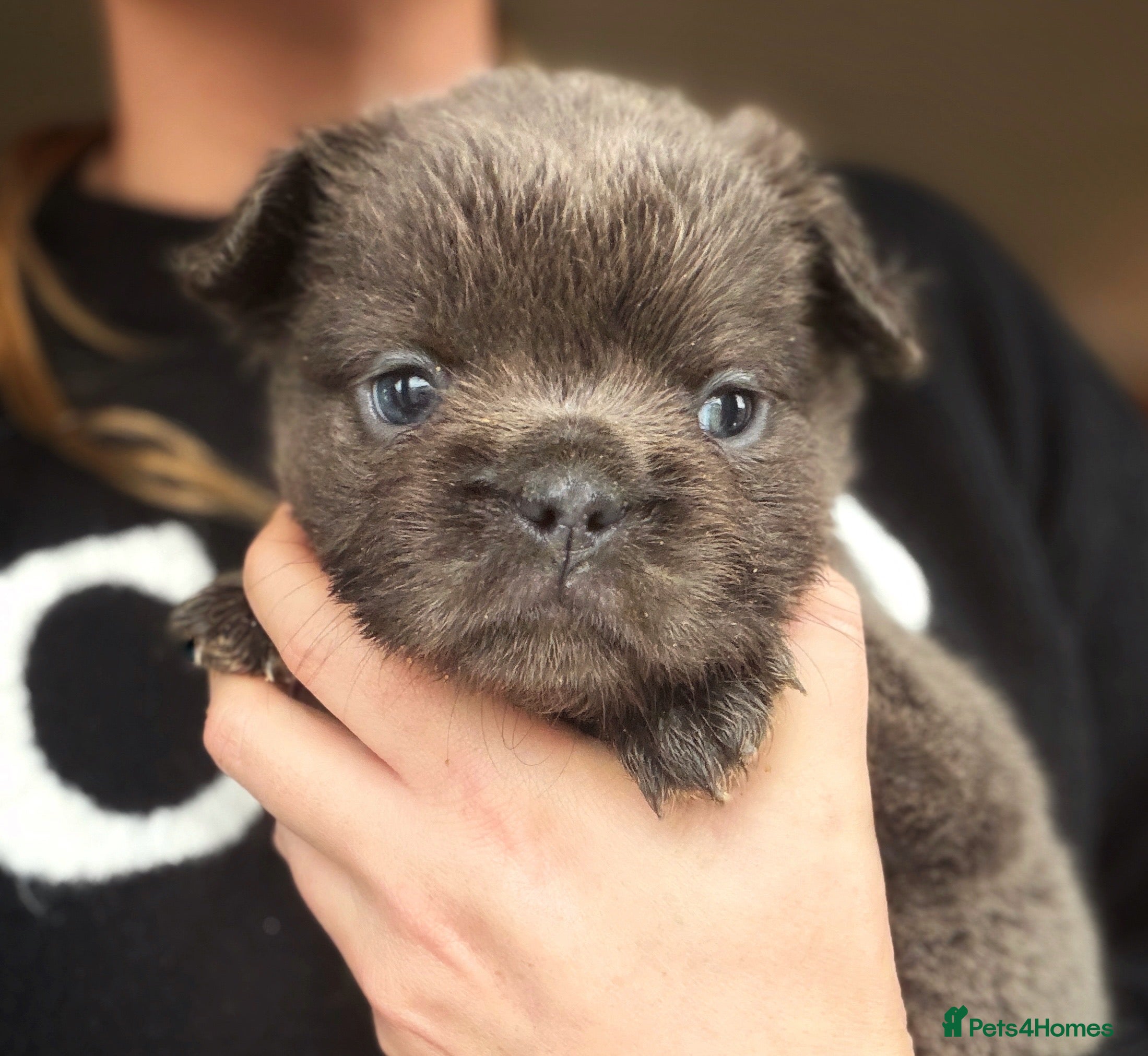 French Bulldog dogs Fluffy French bulldog puppies health clear  - Advert 10