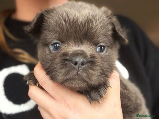 French Bulldog dogs Fluffy French bulldog puppies health clear - Advert 10