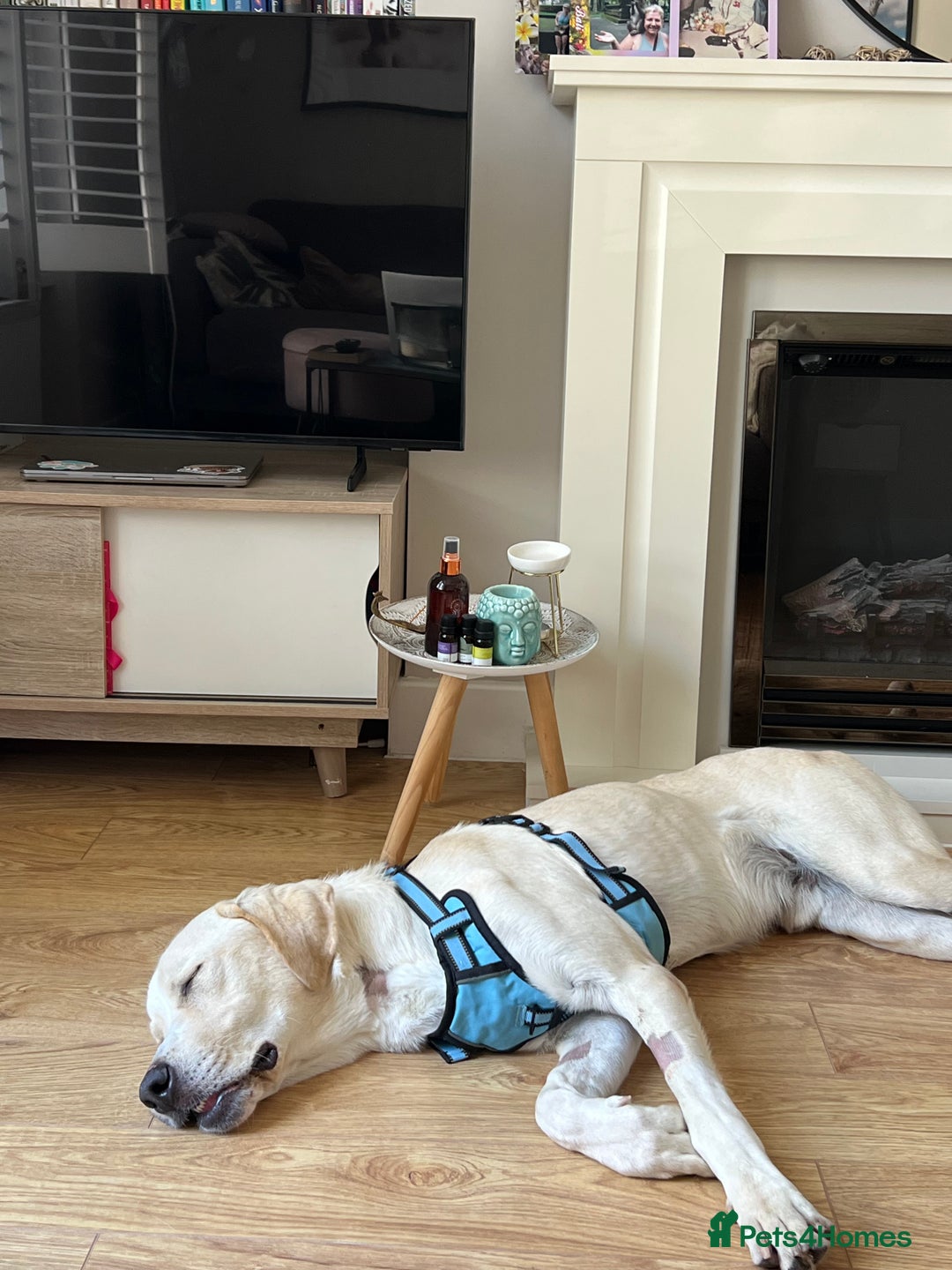 Labrador Retriever dogs for sale: Labrador Looking for His Forever Home - Image 14