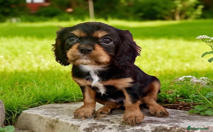 Cavalier King Charles Spaniel dogs - Advert 13