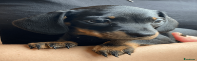 Miniature Dachshund Puppy 2