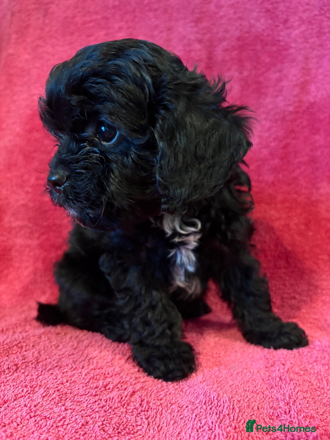 Cavapoo dogs for sale: Teddy Bear Cavapoo READY NOW - Advert 4
