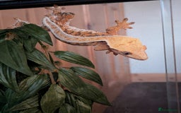 Gecko reptiles for sale: Beautiful Female Crested Geckos    - Image 16