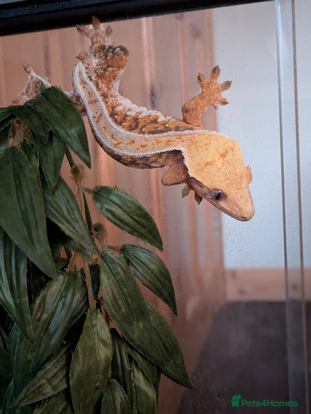 Gecko reptiles for sale: Beautiful Female Crested Geckos    - Image 16