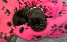 Neapolitan Mastiff dogs for sale: Neapolitan mastiff puppies  - Image 17