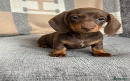 Miniature Dachshund dogs for sale: Beautiful Miniature Smooth Dachshund Puppies! - Image 6