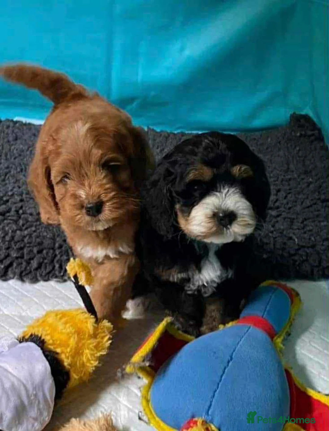 Cockapoo dogs for stud: unique and beautiful f3 american cockapoo stud - Advert 34