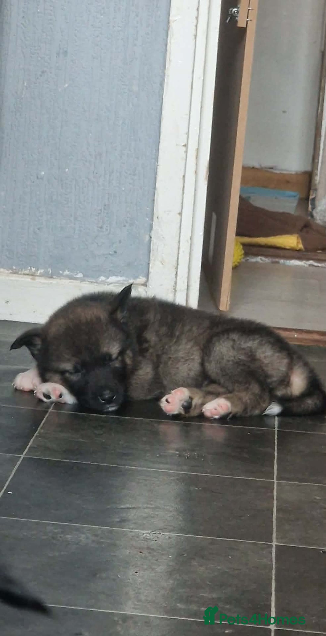 Mixed Breed dogs for sale: Chunky Akita/Huskita mix puppies - Advert 7