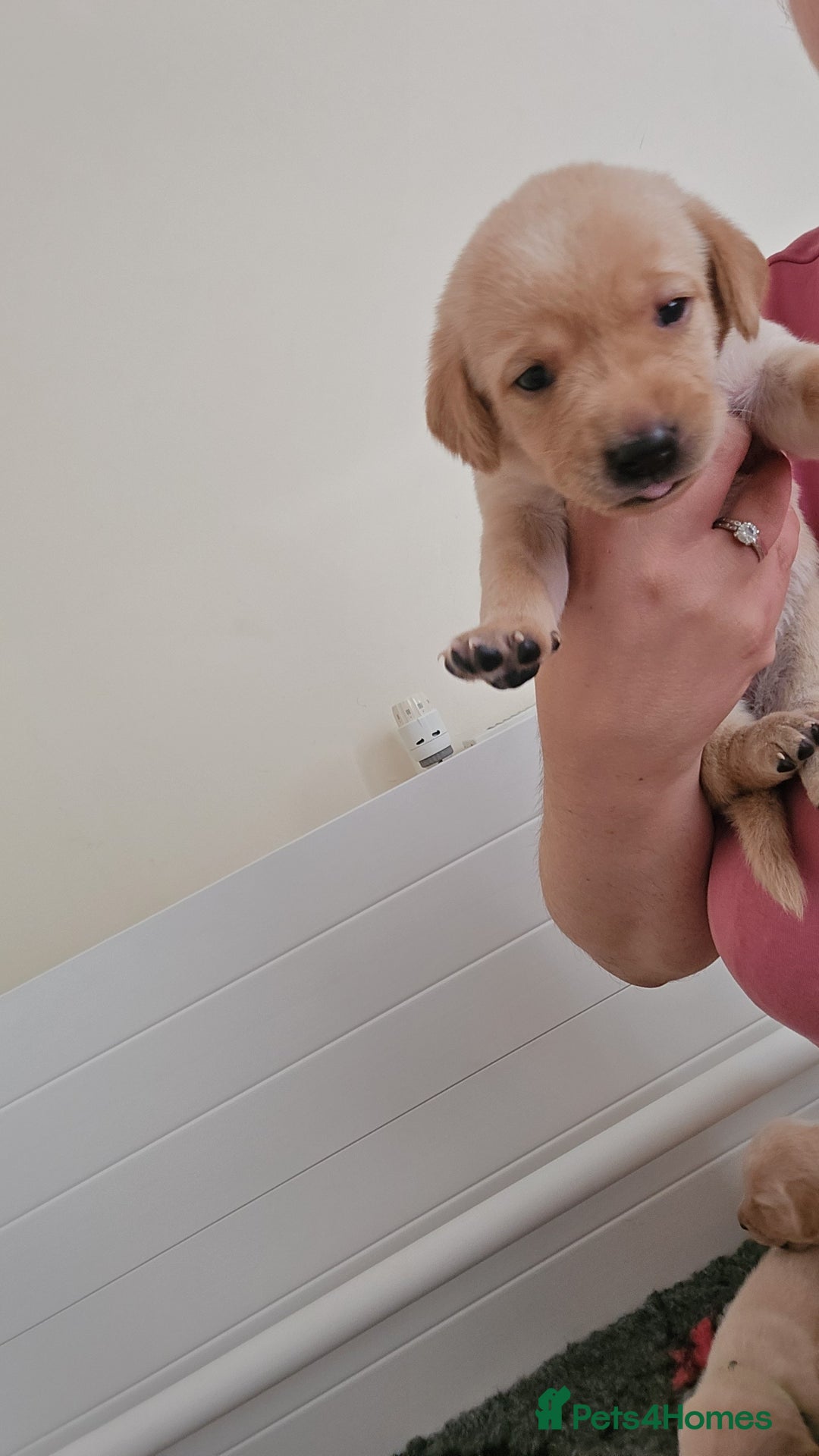 Labrador Retriever dogs for sale: Labrador pups kc registered *1 boy left* in Edinburgh - Image 9