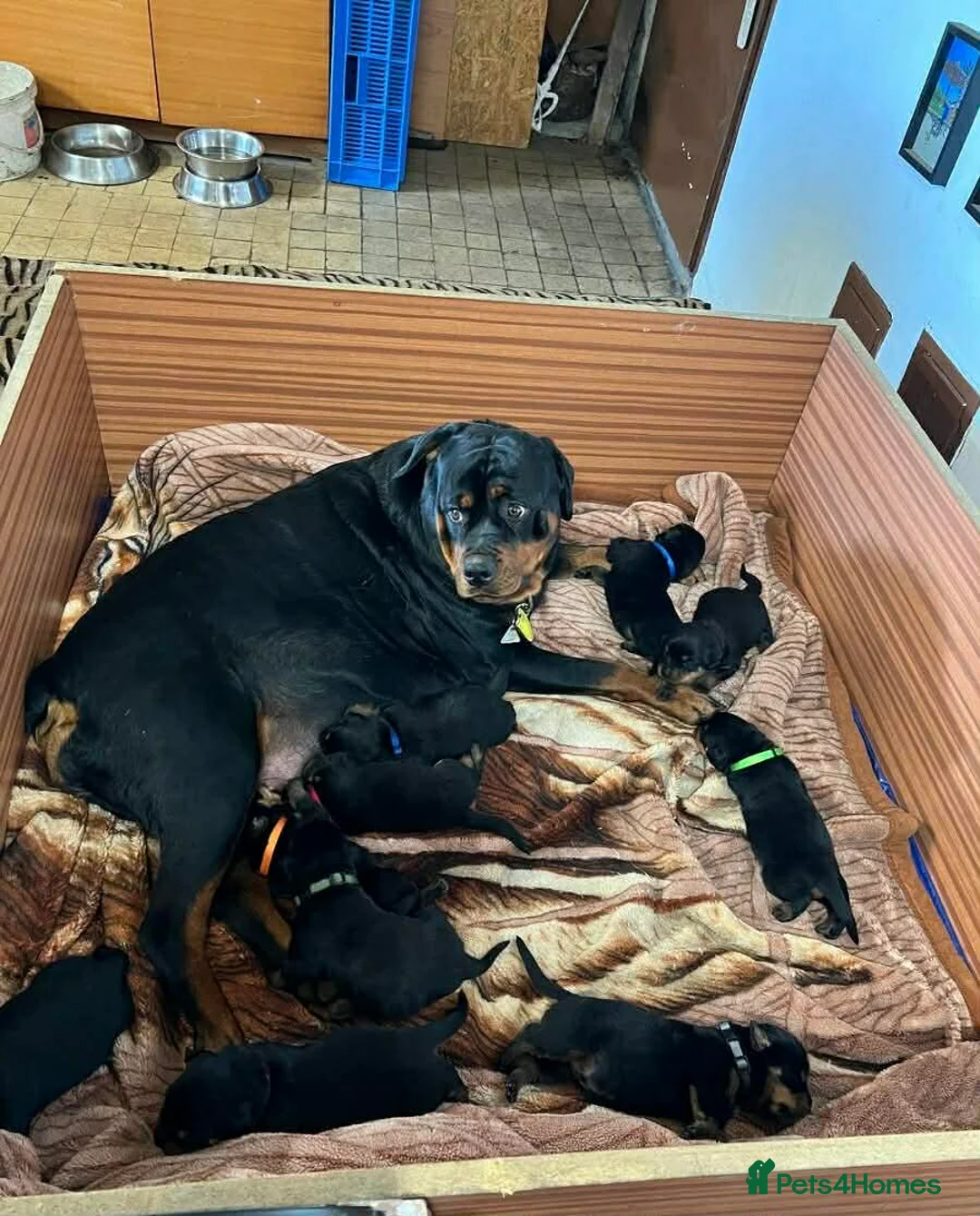 Rottweiler dogs for sale: 🩷 beautiful Happy Rottweiler Puppis 🩶 - Advert 2