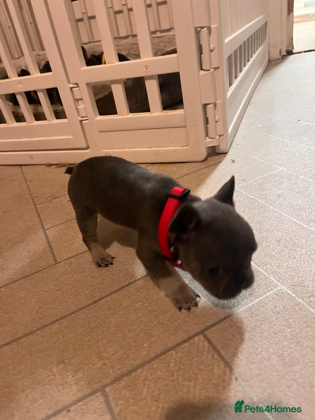 French Bulldog dogs for sale: Cutest frenchies pups  - Advert 10