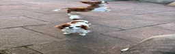 Cavalier King Charles Spaniel dogs for sale: Cavalier King Cha - Advert 3