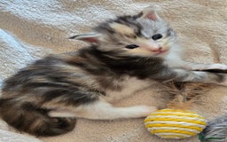 Maine Coon cats for sale: TICA Pedigree Maine Coon Kittens  - Image 11